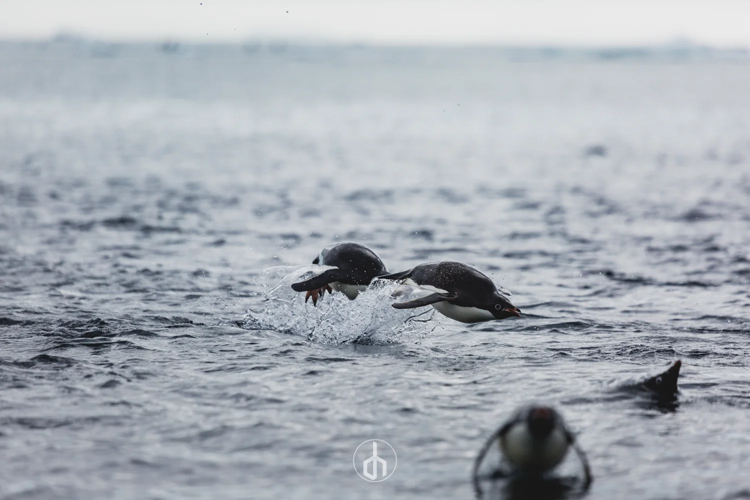 Two penguins diving into the water with one partially submerged and the other emerging, with a third penguin visible in the foreground.