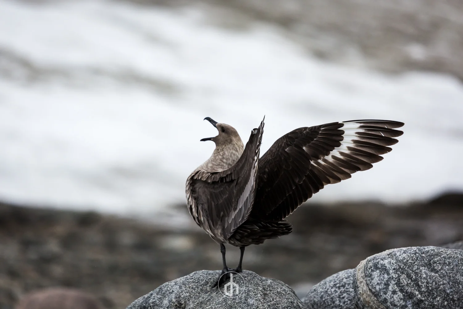 A seabird standing on a rock near water with wings spread wide and its beak open.