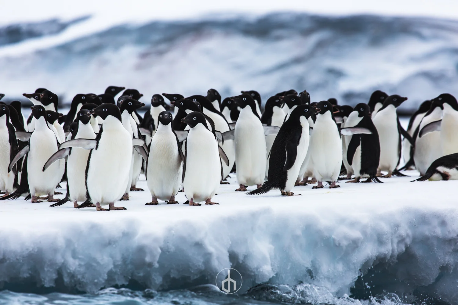 A group of penguins standing on ice near the ocean with waves in the background.