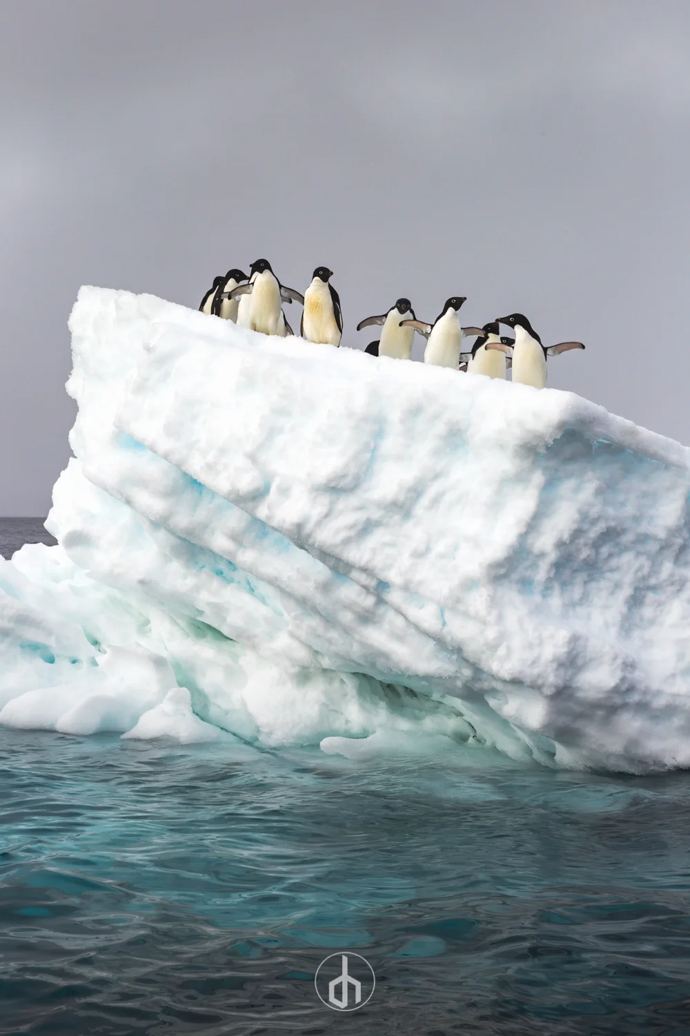 Group of penguins standing on a large iceberg in the ocean.
