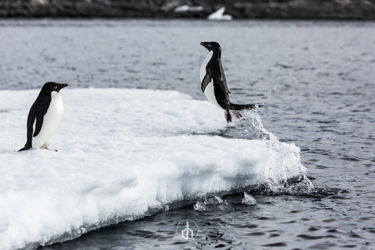 A penguin jumps off an ice slab into the water while another penguin watches on in the icy environment.