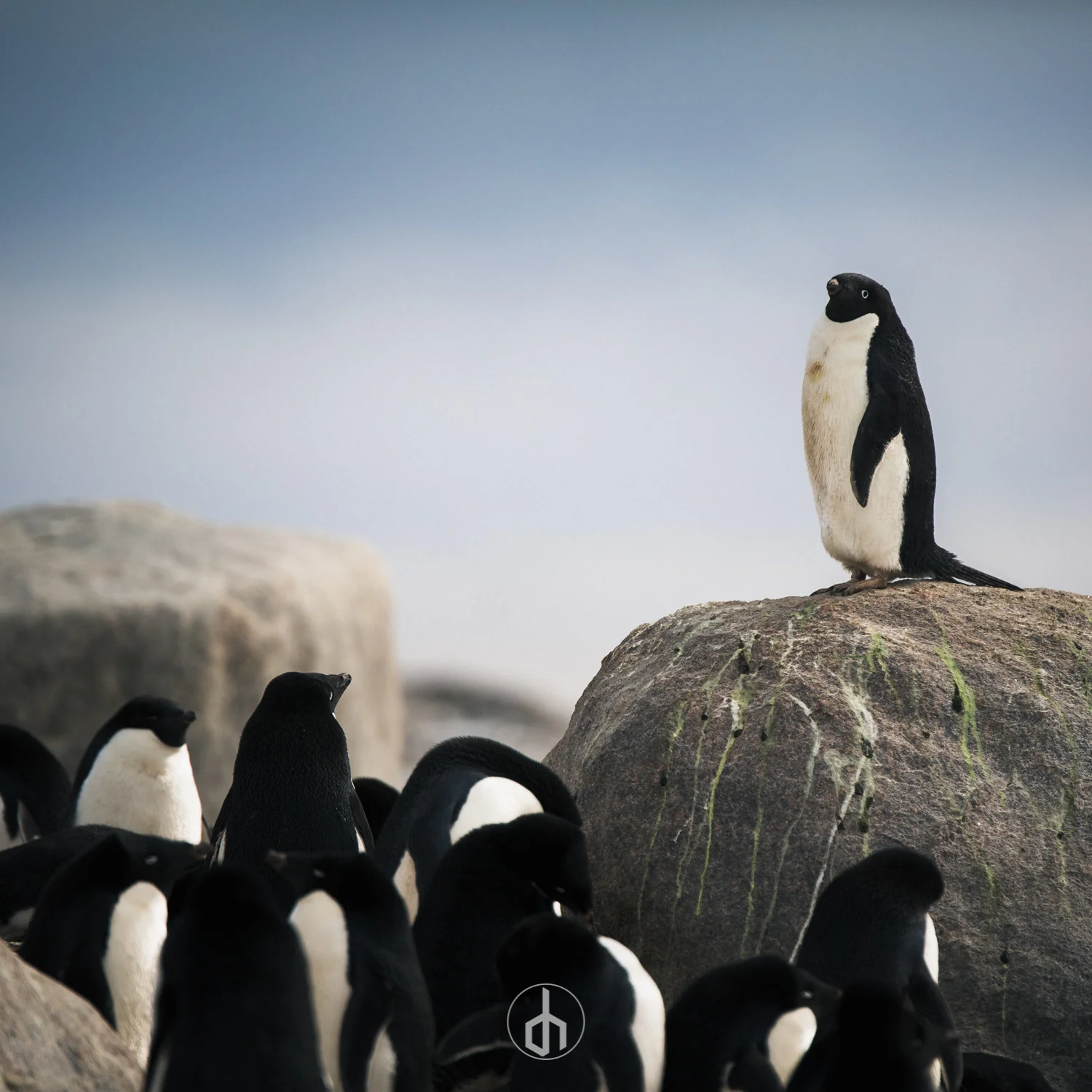 A group of penguins on rocks, with one standing on a higher rock in the background.