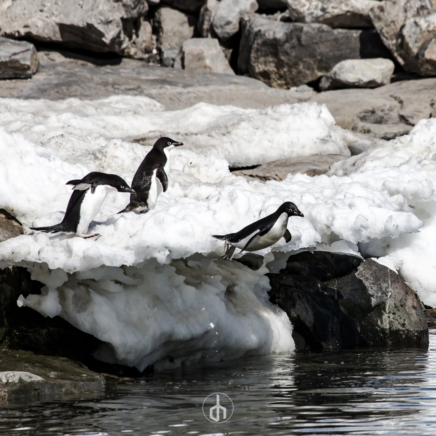 Three penguins on a snow and ice-covered rocky shoreline near water.