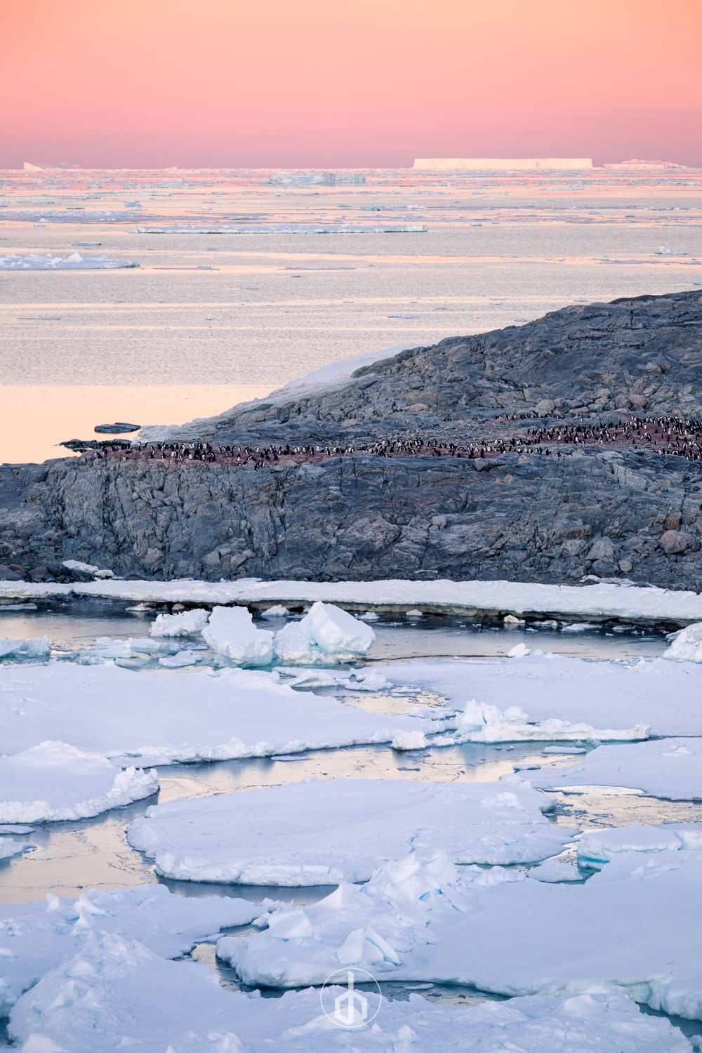 A group of penguins on a rocky shoreline in Antarctica with ice and snow in the foreground, icy water, and icebergs in the distance during sunset or sunrise.
