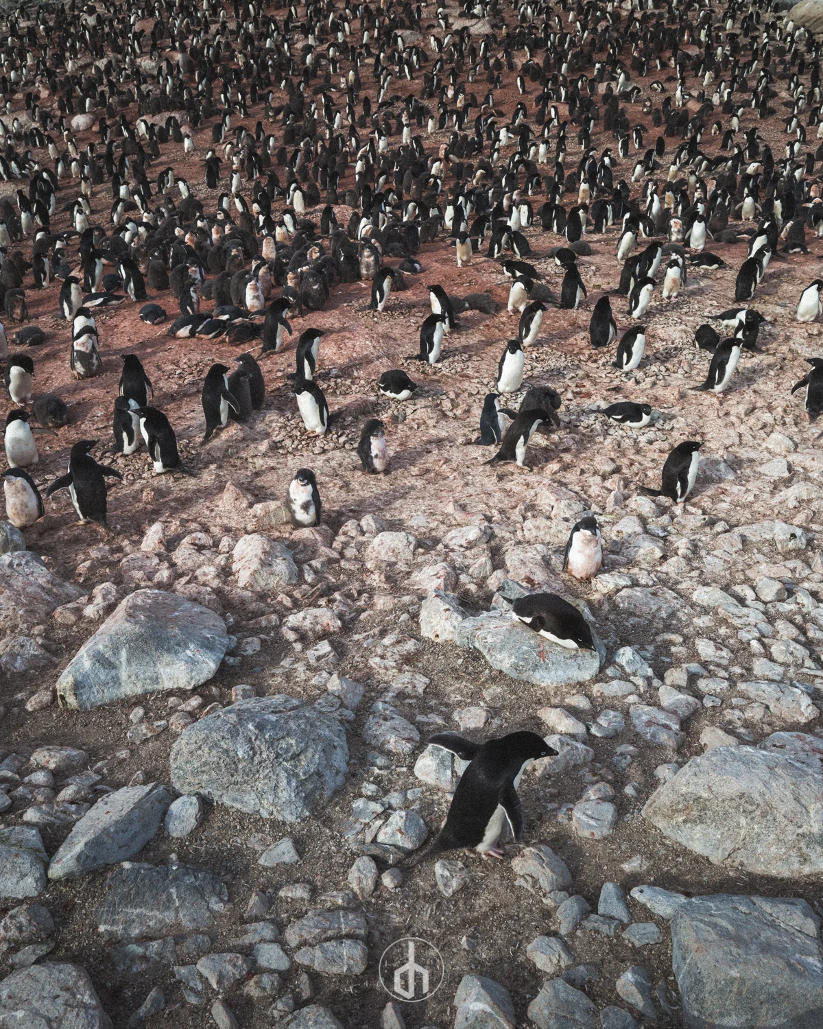 A large group of penguins on rocky ground, with some rocks in the foreground and others scattered across the terrain.