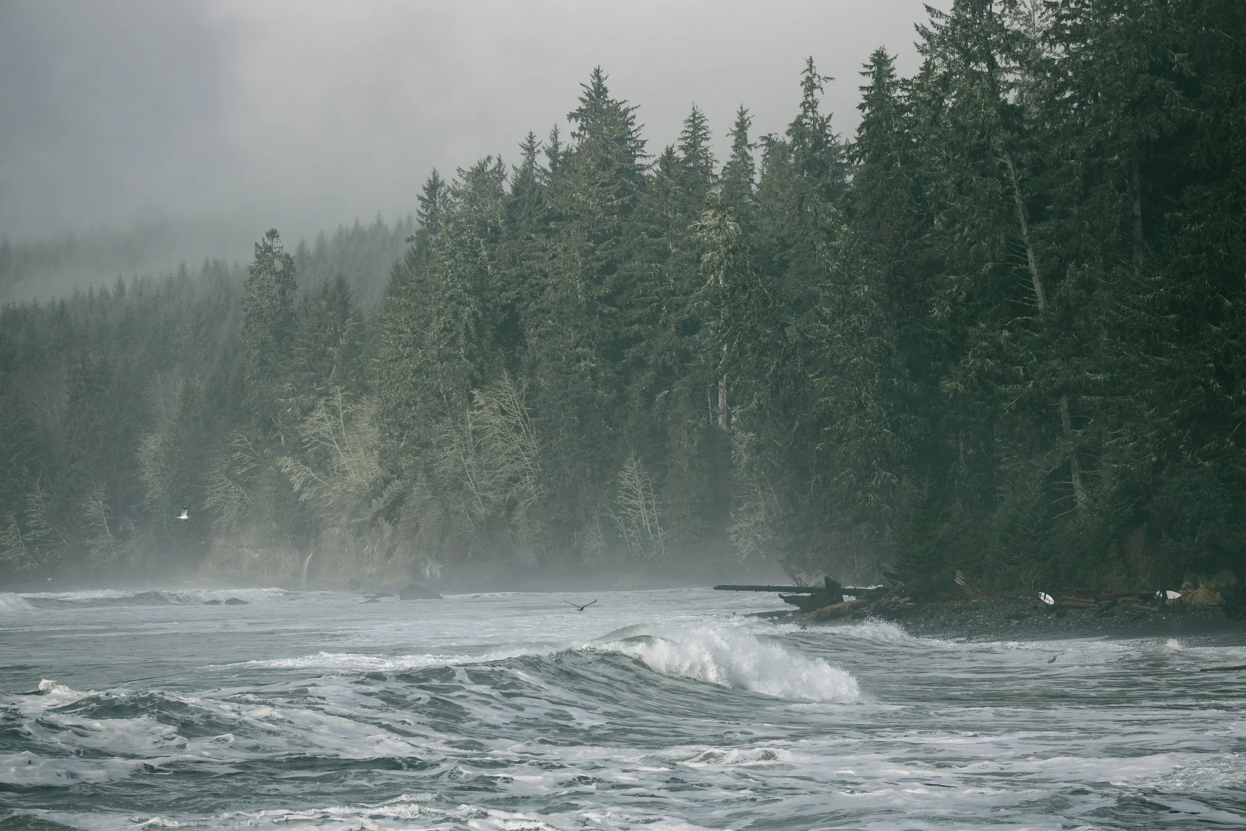 A foggy coastal scene with a dense forest of tall evergreen trees on a hillside and a river with waves and rocks in the foreground. A person in a kayak or canoe is visible near the water.
