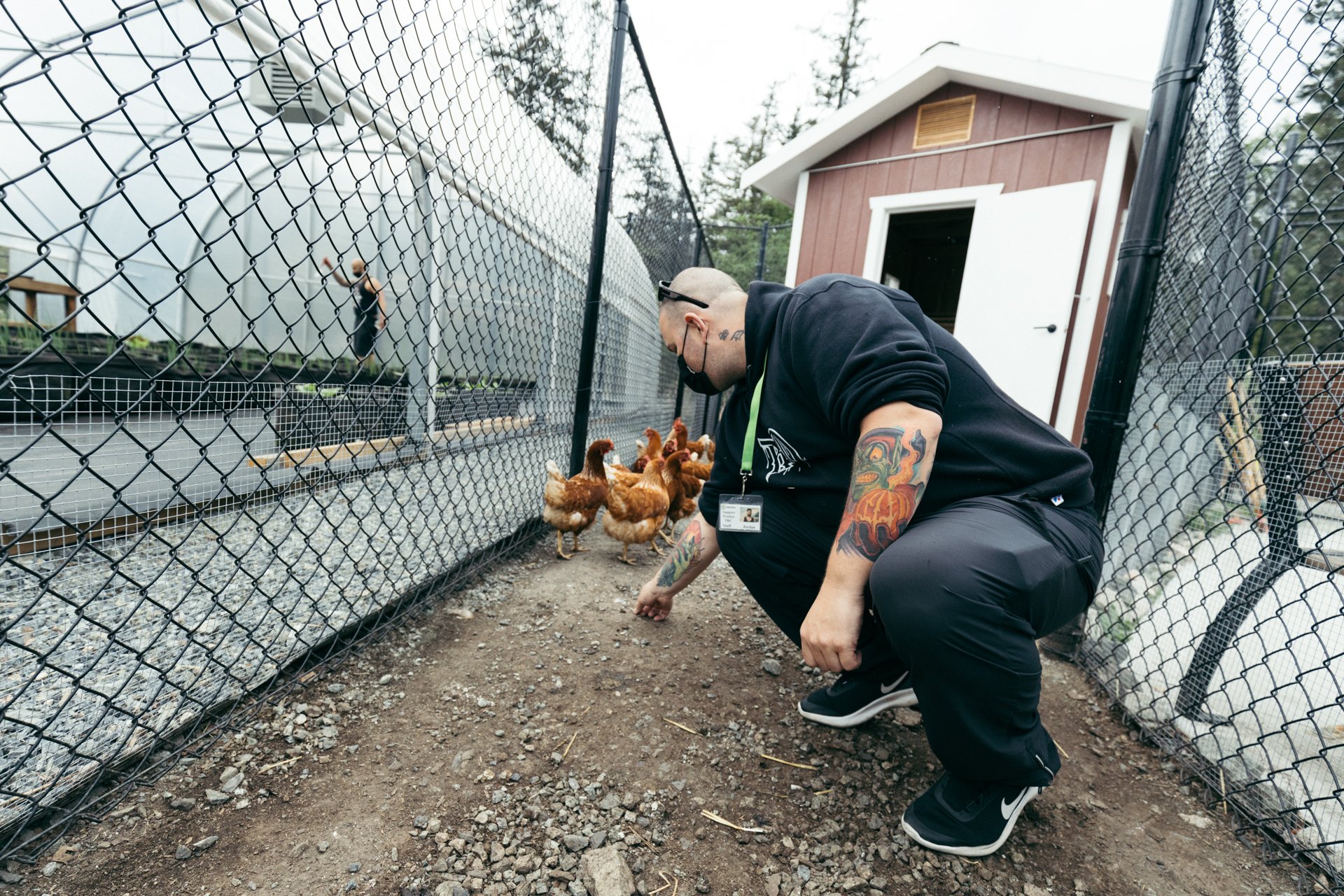 A person crouching beside a fence, feeding chickens in a backyard with a small shed and greenhouse in the background.