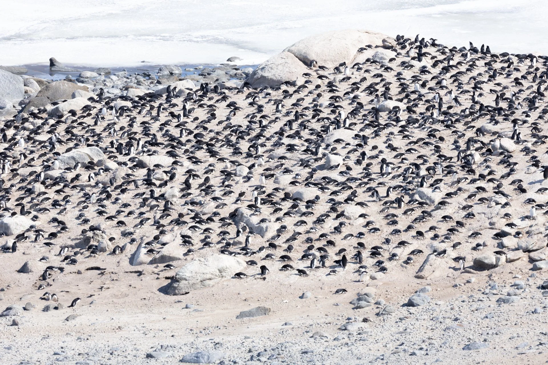 A large group of penguins gathered on a rocky, icy beach near the water.