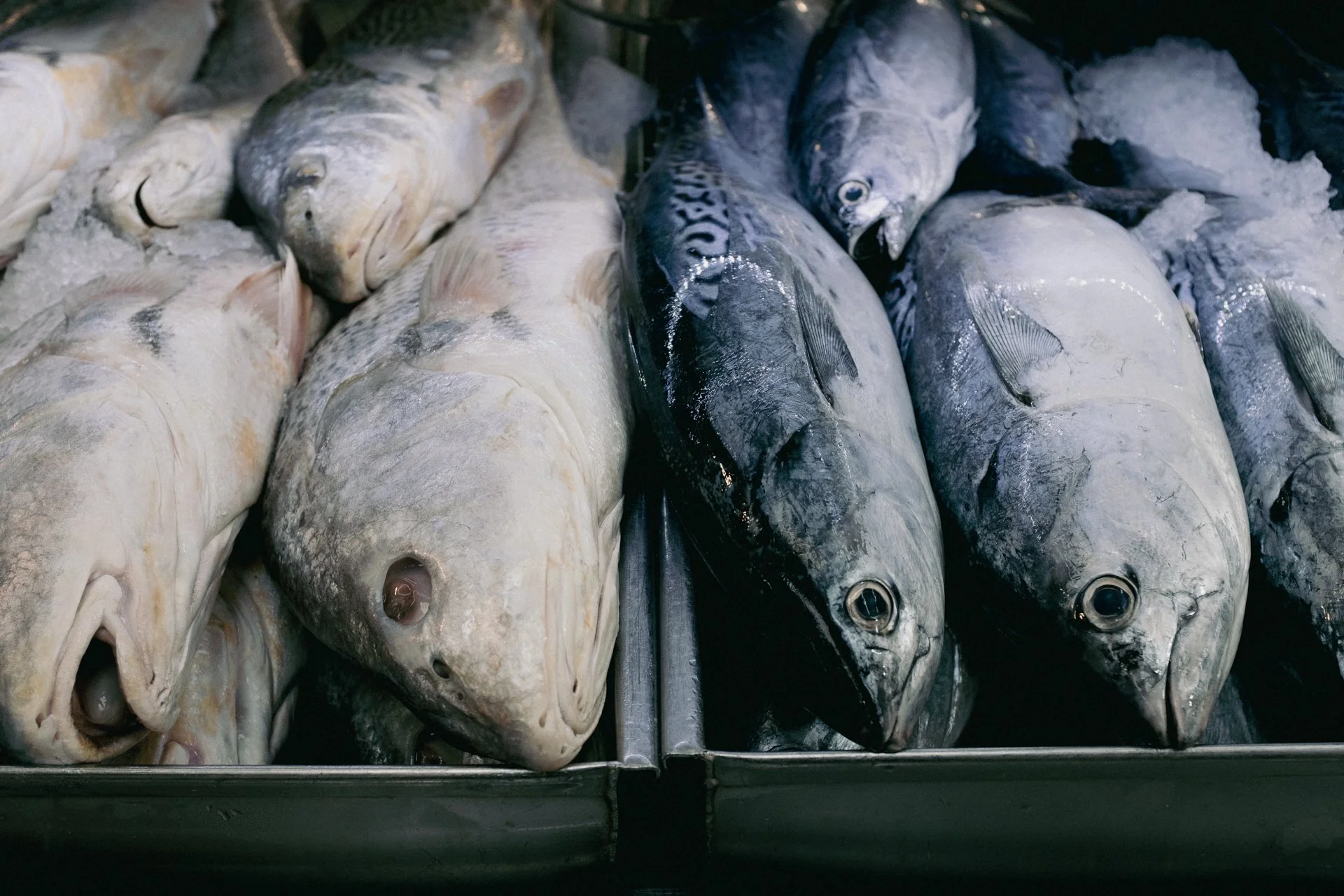 Fresh fish with white and dark bodies lying on ice in a refrigerated display case.