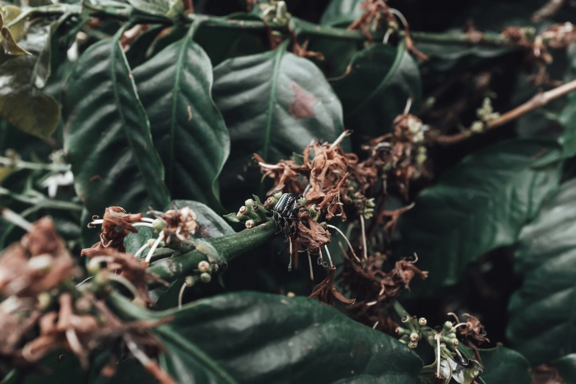 Close-up of green plants with brown, wilting flowers and a black beetle on one of the leaves.