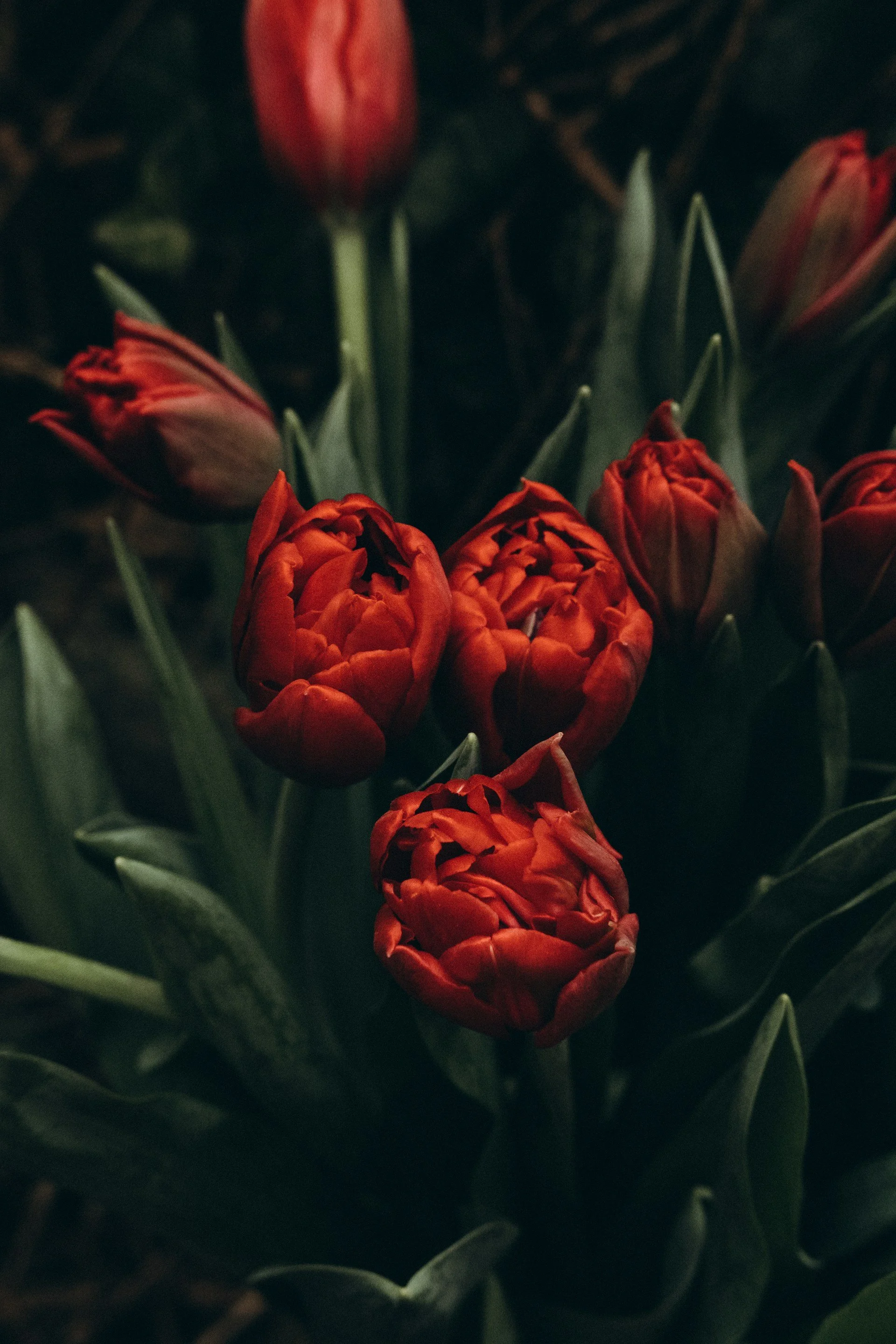 Close-up of red tulips with dark background and green leaves.