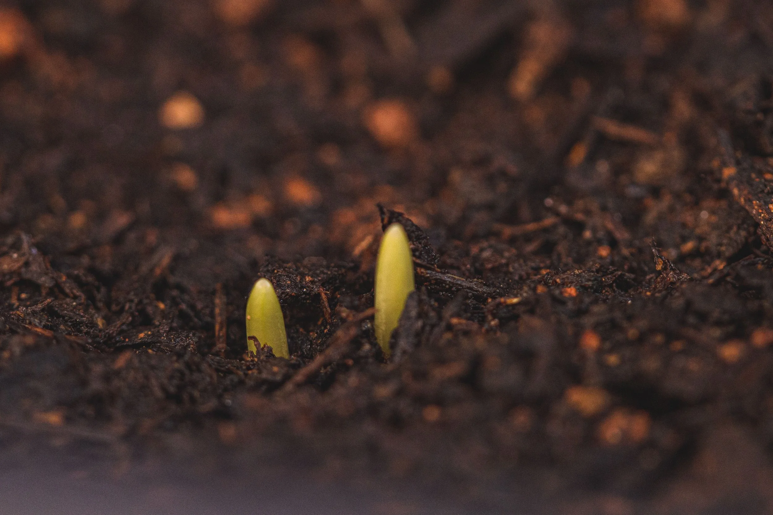 Close-up of soil with two small, green seedlings sprouting.