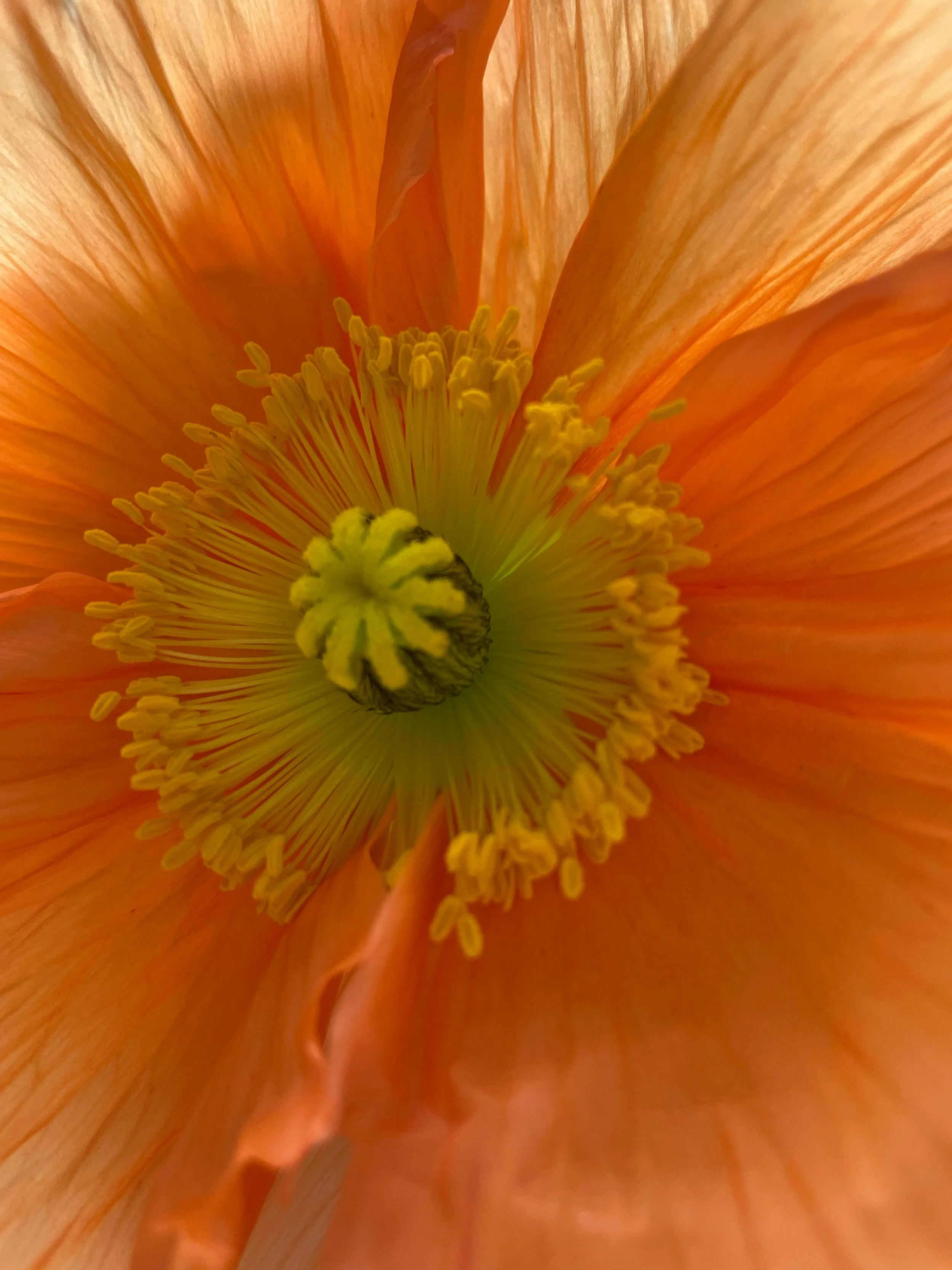 Close-up of an orange flower petal with yellow stamens and a greenish center.