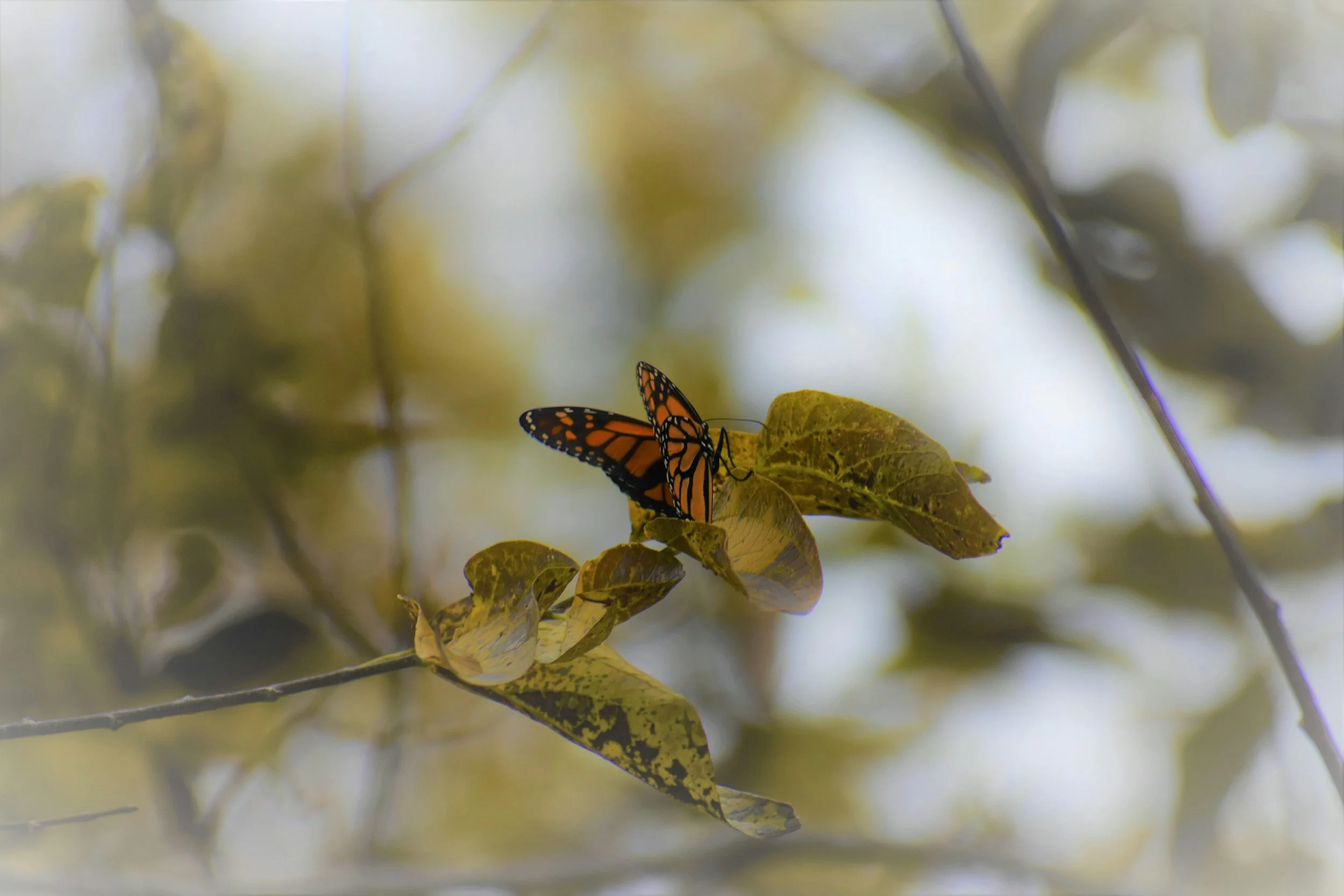 Orange and black monarch butterfly resting on a yellow leaf surrounded by blurred green and yellow foliage.