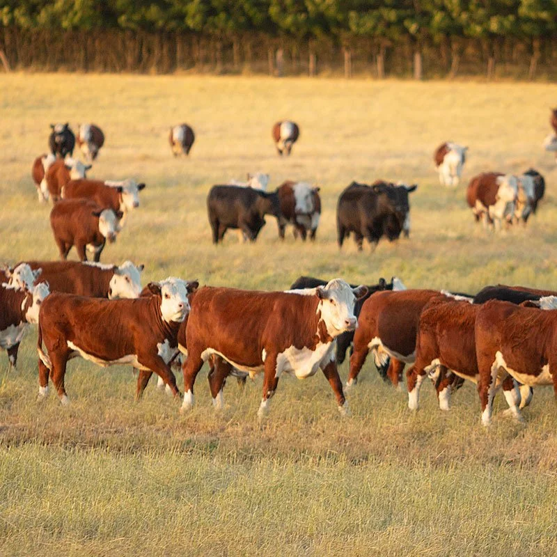 Commercial and agri finance