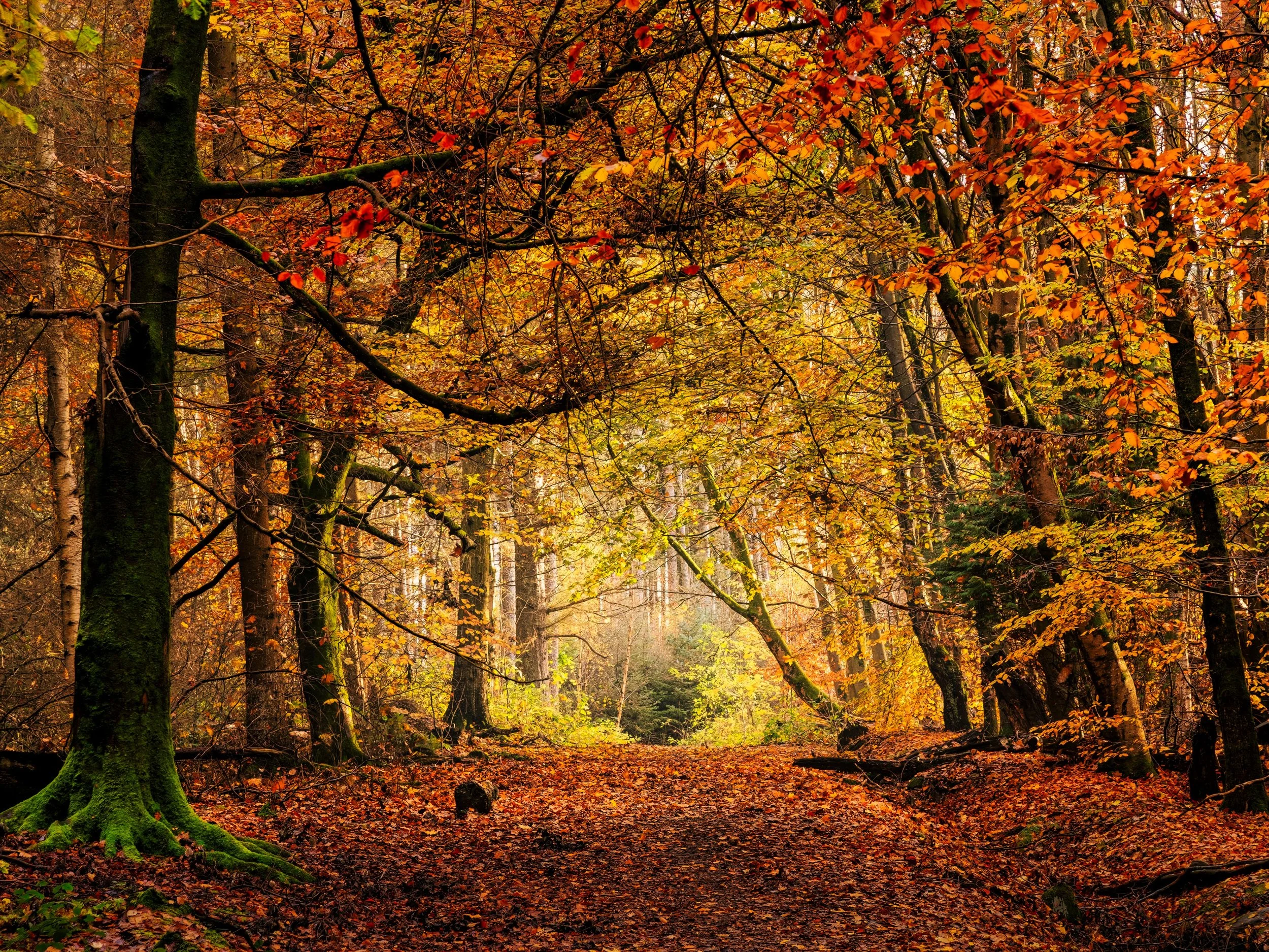 Autmun pathway through local woods