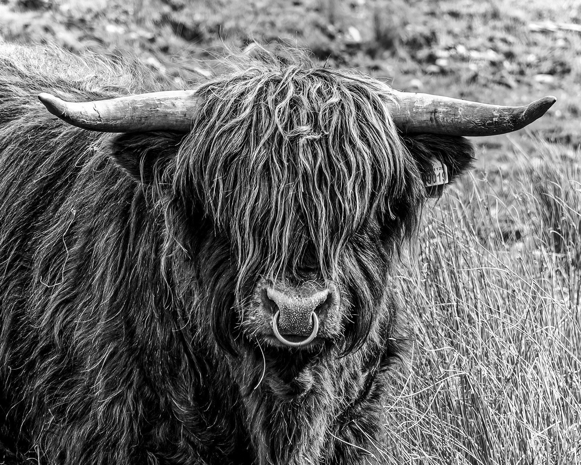 Highland Cow