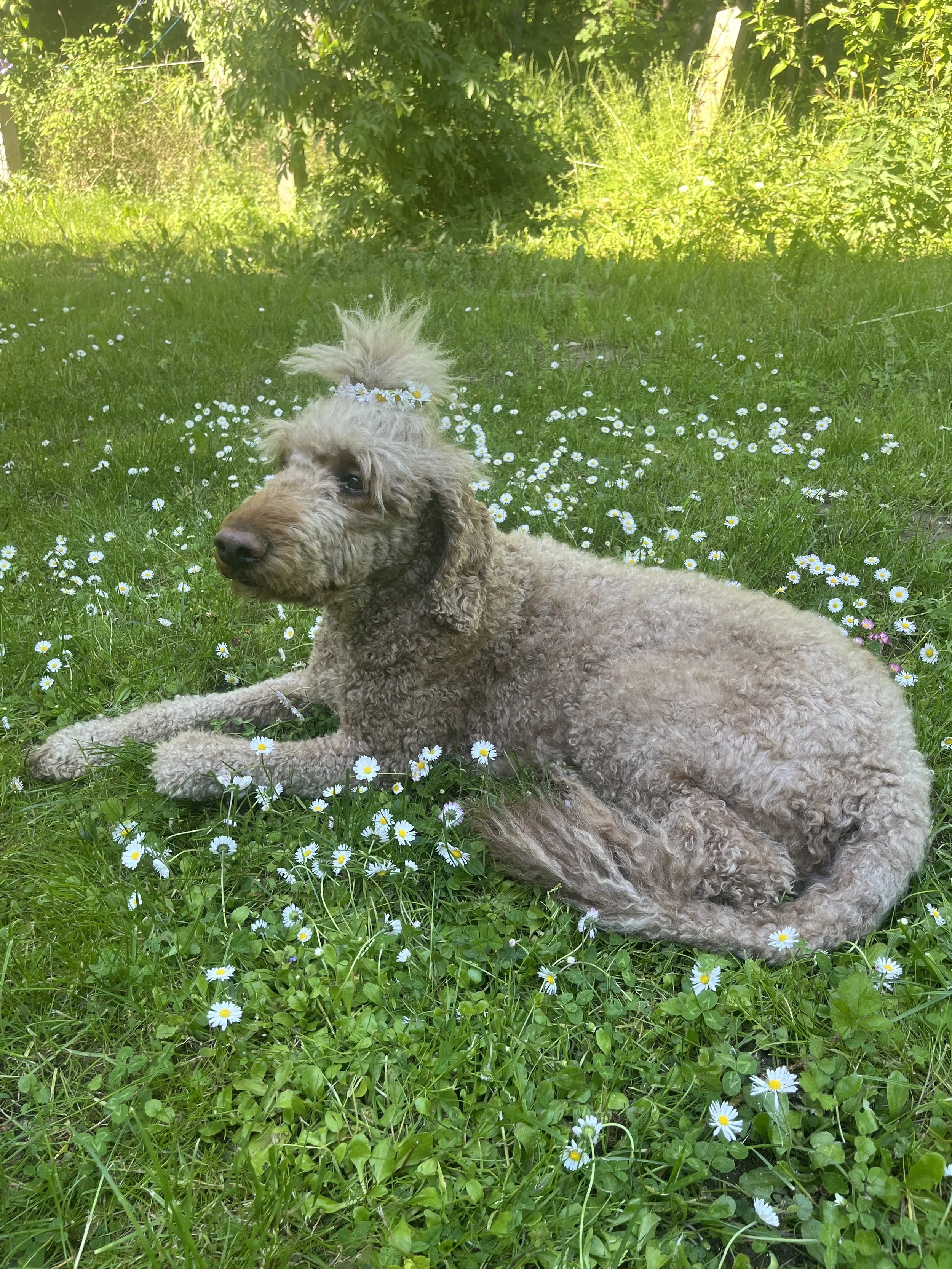 Ein zufriedener Hund liegt in einer Wiese voller Gänseblümchen, umgeben von grünem Gras und Büschen.