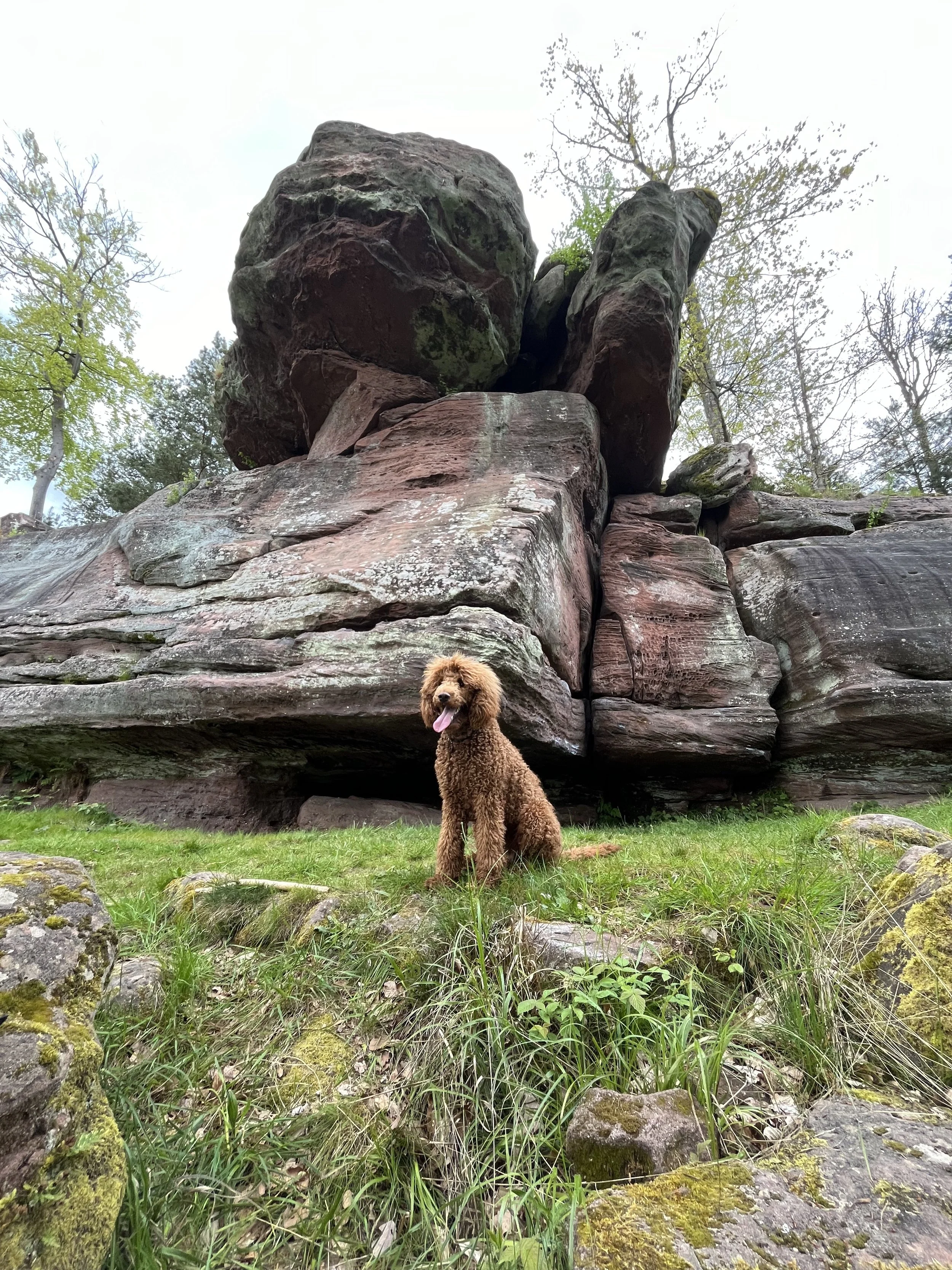 Ein brauner Hund sitzt vor einem großen Felsen im Grünen, umgeben von Pflanzen und Bäumen, bei bewölktem Himmel.