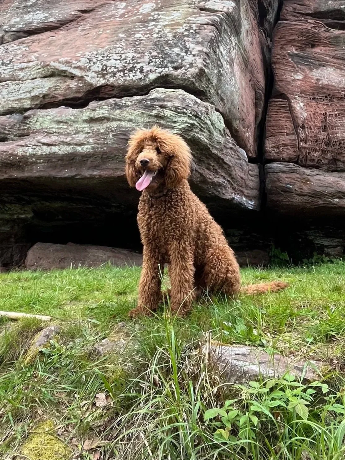 Ein brauner, lockiger Hund sitzt auf grünem Gras vor großen rötlichen Felsen.