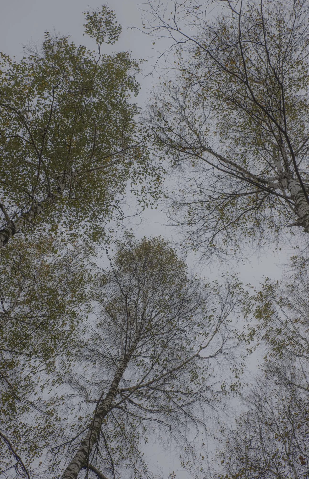 Birch trees 