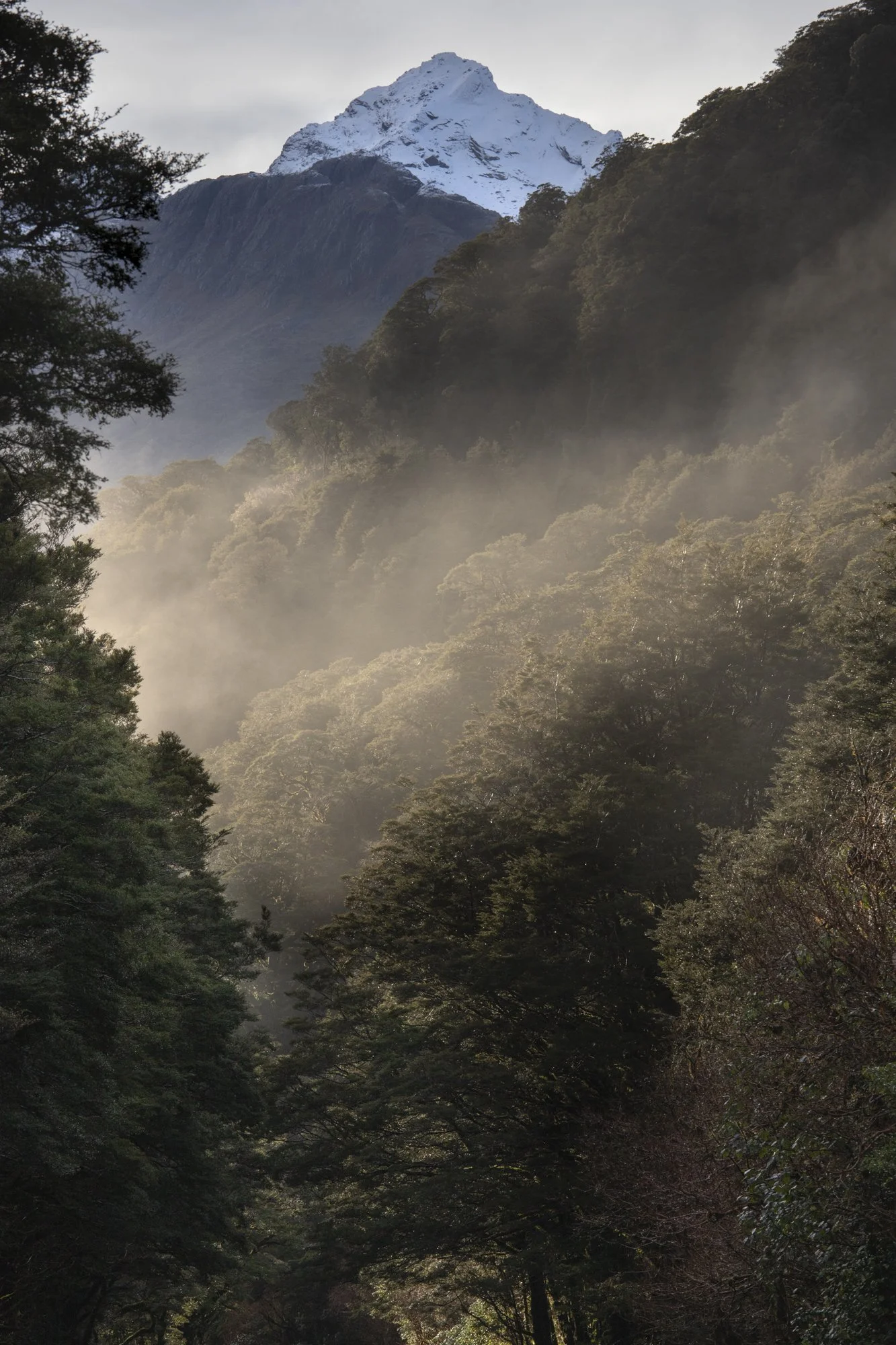 Forest in the Milford Sounds NZ