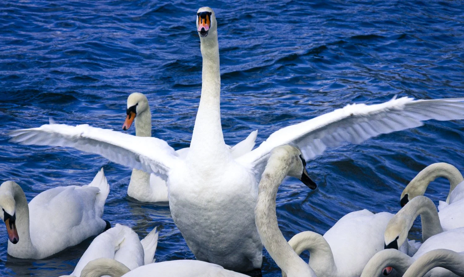 A swan meeting 