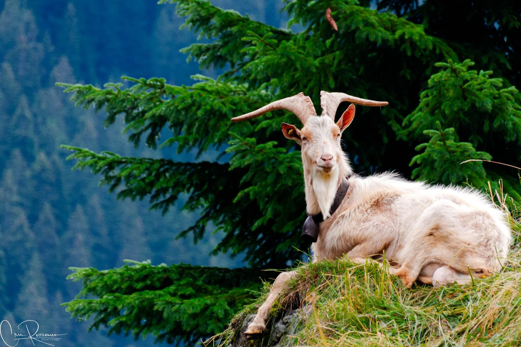 The fauna project