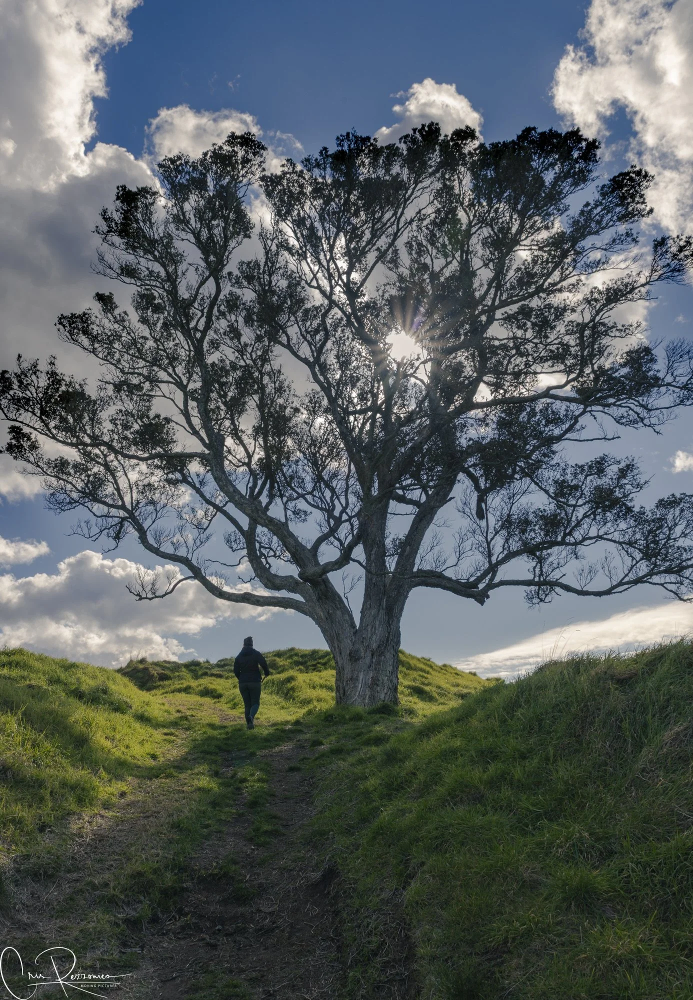 A tree on one tree hill in Auckland NZ