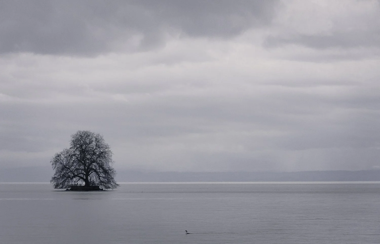 A lonely tree