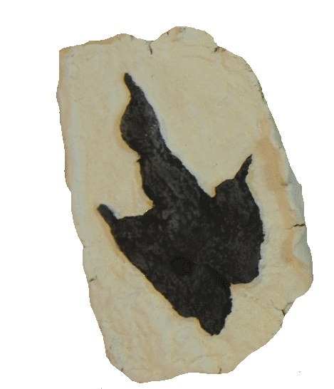 Fossile d'un papillon en noir sur une pierre beige.