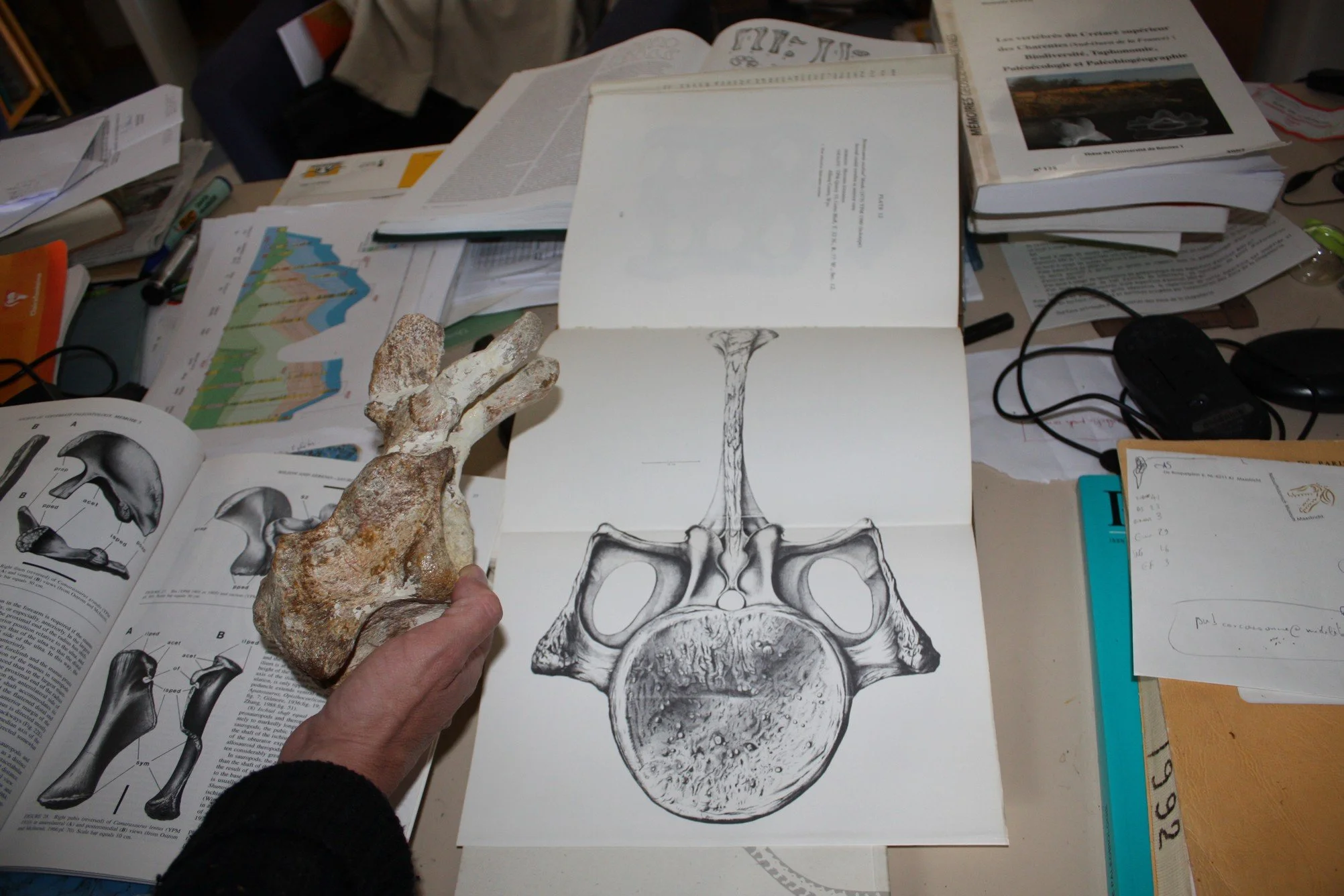 Une main tient une reproduction d'une illustration anatomique du squelette humain avec une coupe transversale de la tête, sur une table recouverte de livres, papiers et objets divers, y compris une roche semble-t-il. Autour, il y a des livres ouverts, un marque-page bleu, un téléphone portable et d'autres documents.