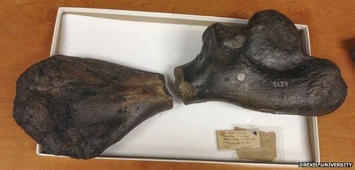 160 ans pour un puzzle de deux pièces … Le lièvre et la tortue fossile