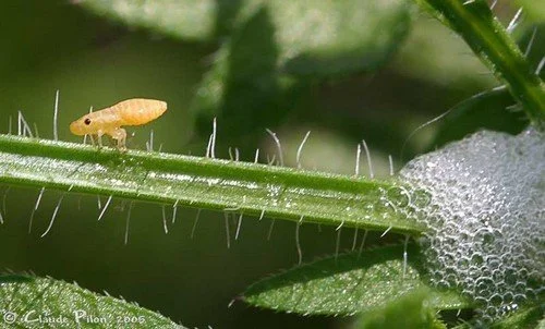 Accouplement de cercopes en Mongolie Intérieure ou le Kama-Sutra des insectes