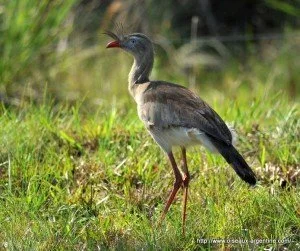 Attention, le gros oiseau va sortir ! D’Amérique …