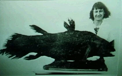 Beaucoup de gènes et un peu de gêne pour un fossile vivant : le retour du coelacanthe