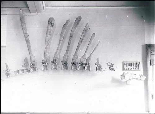 Bien que rampant, le Spinosaurus nouveau porte haut sa crête!