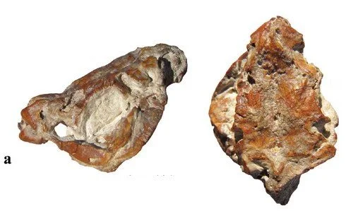 Ce ningyo d’Ameghino