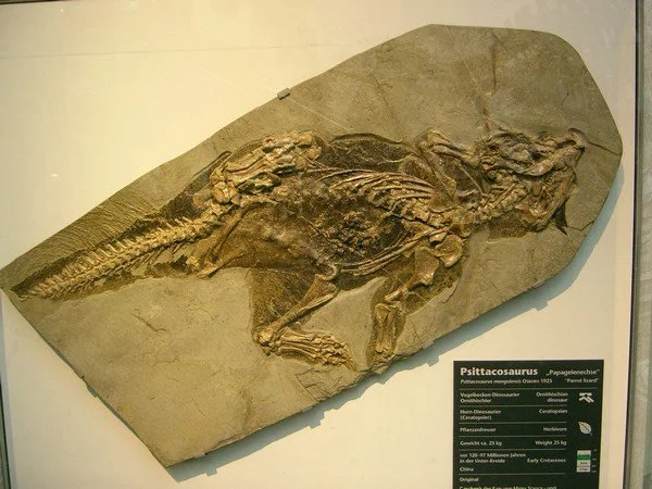 Dinopunk : un psittacosaure à poil
