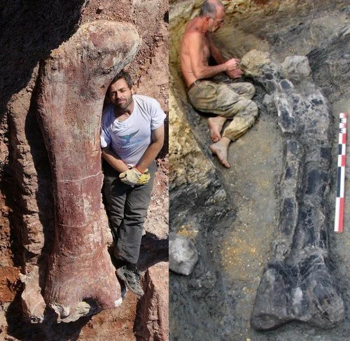 Dinosaure géant d’Argentine : montre-moi sa queue, je te dirai si ton sauropode est plus gros que le mien