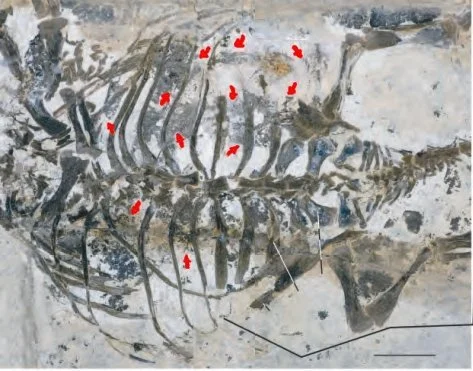 Du rififi chez les ornithischiens : certains ankylosaures aimaient-ils les oméga-3 ?