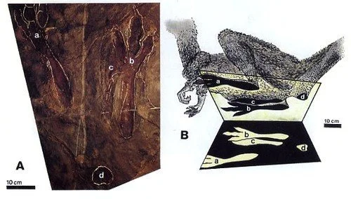 El cóndor pasa : l’énigme d’Hitchcock et le condor polonais