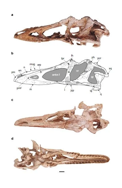 Etymologie participative : trouve un nom pour le prochain tyrannosauridé !