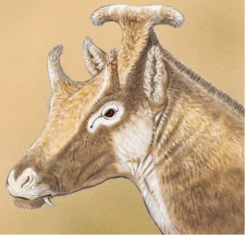 Histoires de girafes à trois cornes, ibériques et miocènes
