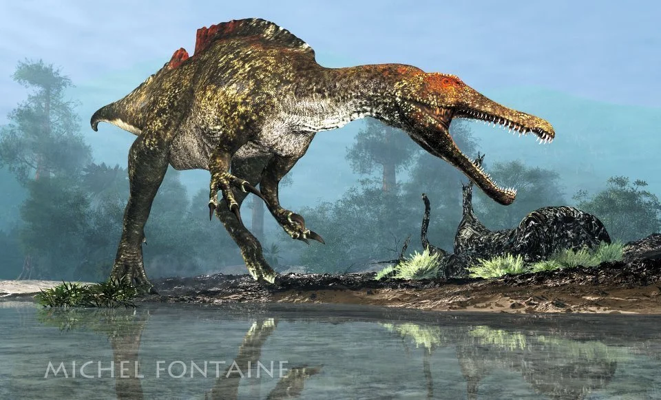 Ichthyovenator, le spinosaure « qu’on croyait qu’il n’existait pas, mais qui n’existe » !