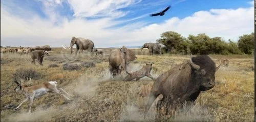 Il y a 10 000 ans : fortune des coyotes et déroute des tigres à dents de sabre