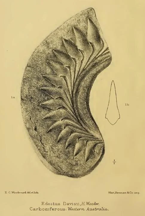 Je veux jouer de l’Helicoprion, pon pon pon pon – Un requin au cœur de l’actualité