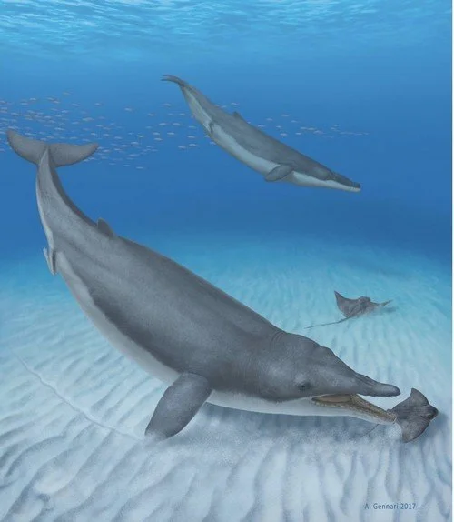 La mère de toutes les baleines mise à nu