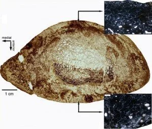 La poinçonneuse des dinos : des p’tits trous, des p’tits trous, encore des p’tits trous… dans les os d’Ampelosaurus