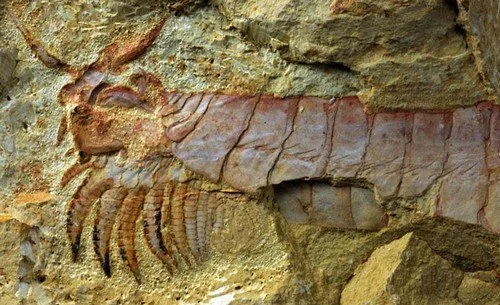La tête et les jambes… Des premiers arthropodes !